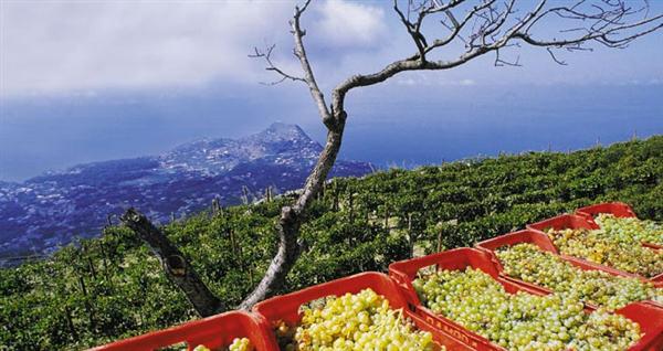casa-d-ambra-vini-campani-37348