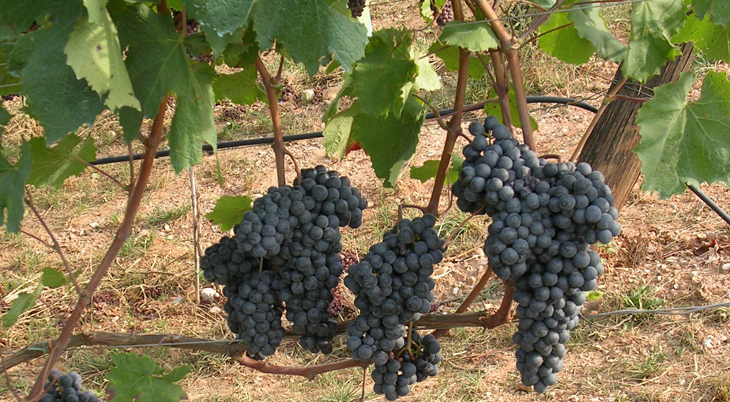 trentino degustazione