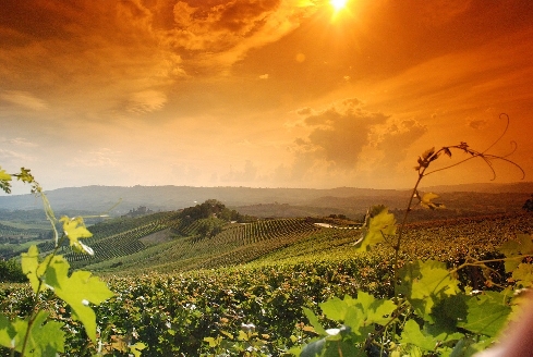 vini piemonte